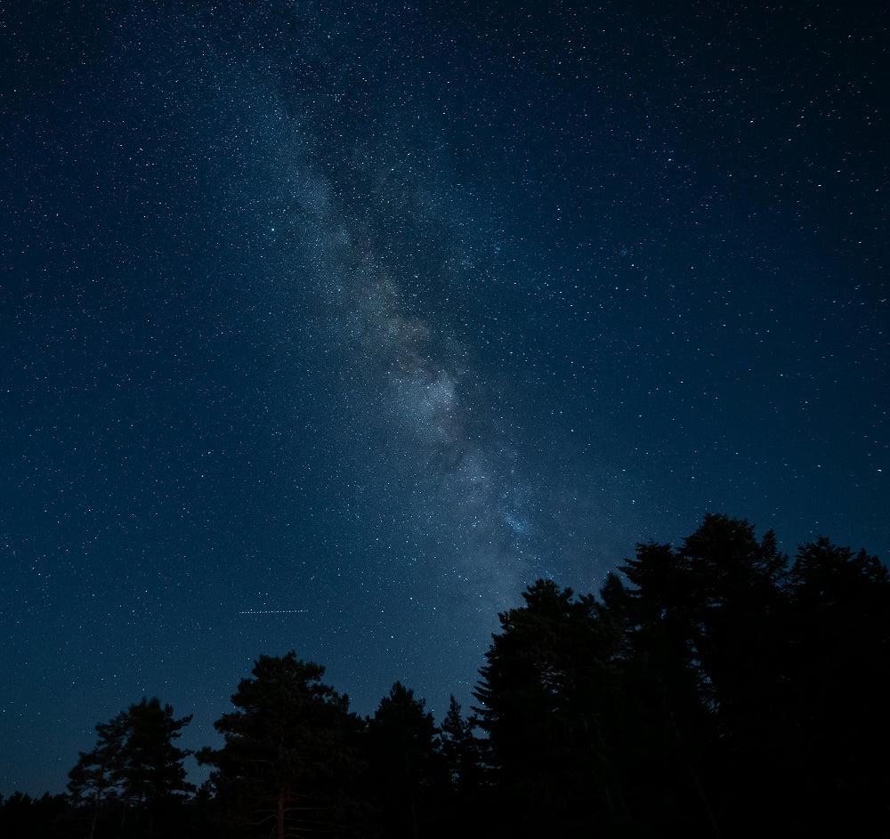 Le ciel rempli d'étoiles avec des silhouettes d'arbre